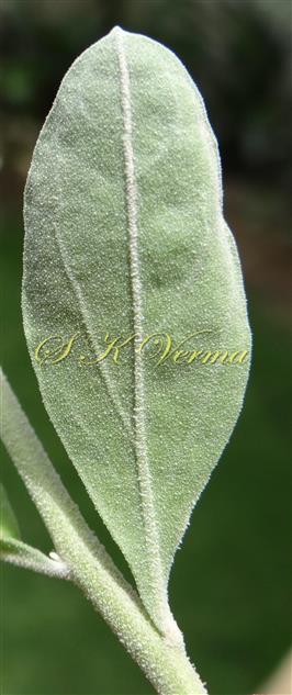  Leaf